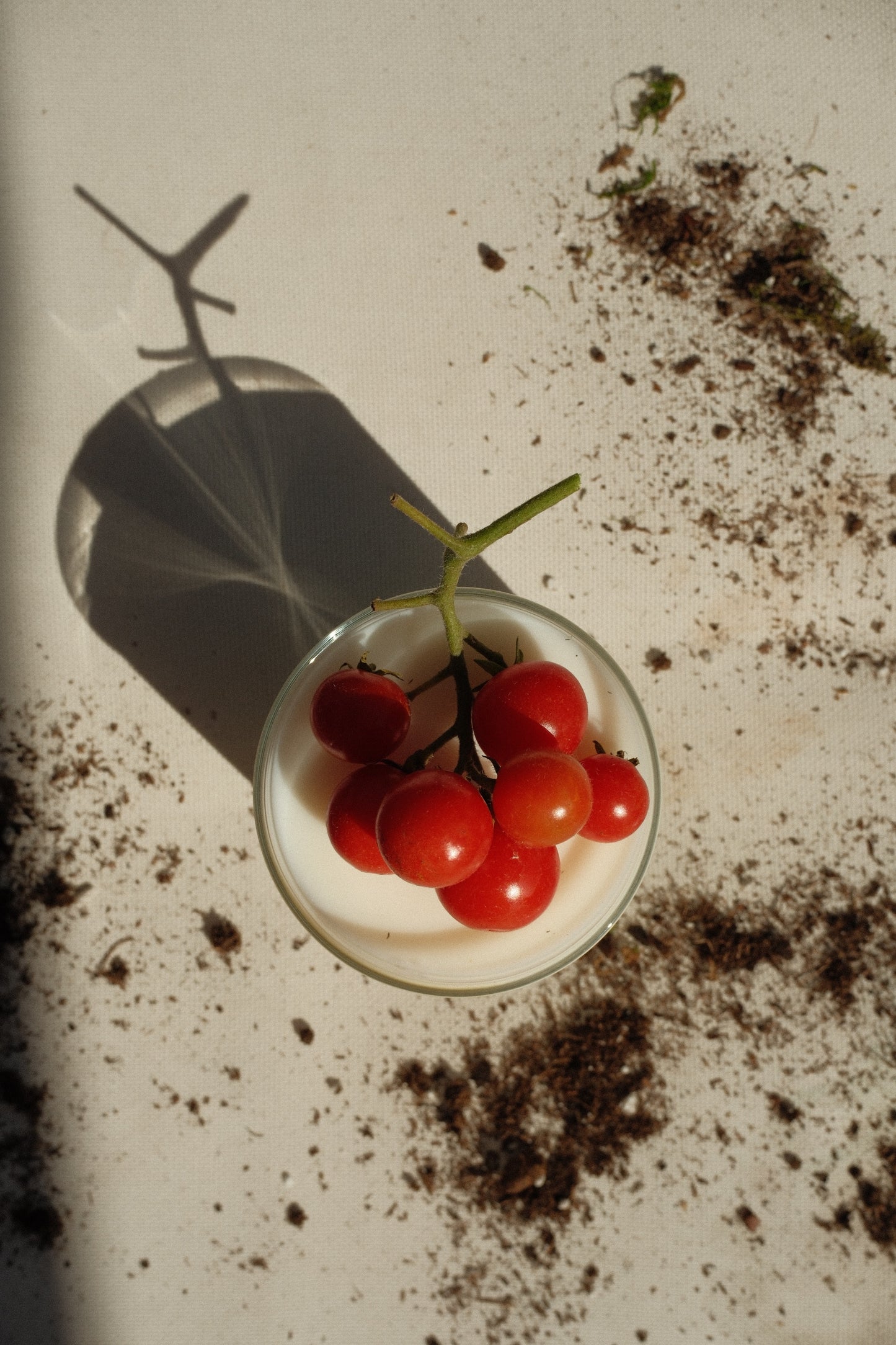 Grandfather's Garden